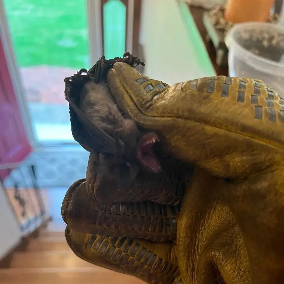 Get bat control in Worcester, MA by  Matts Wildlife Solutions