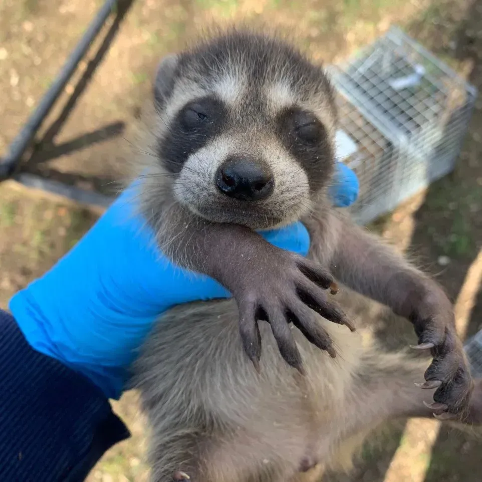 Get rodent control in Worcester, MA by  Matts Wildlife Solutions