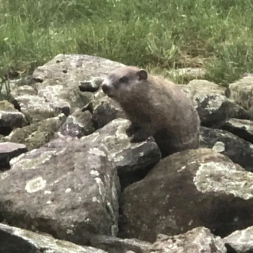 Get rodent control in Worcester, MA by  Matts Wildlife Solutions