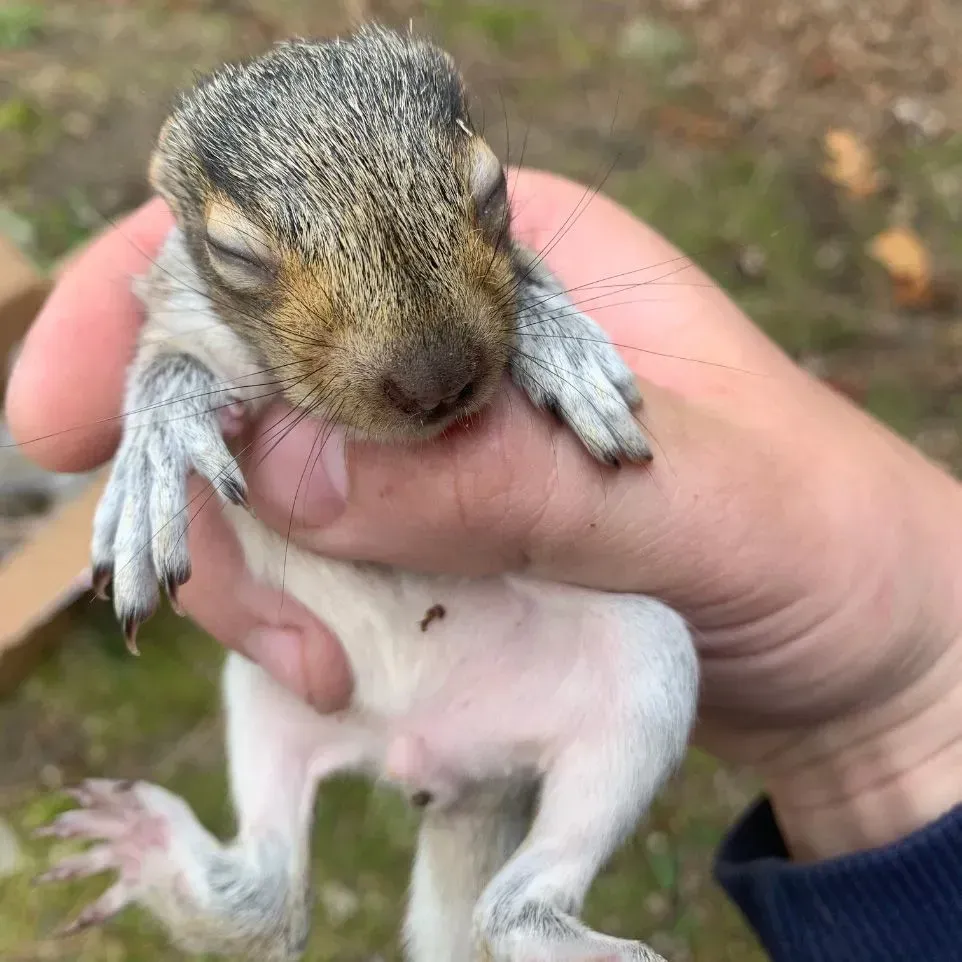 Get rodent control in Worcester, MA by Matts Wildlife Solutions