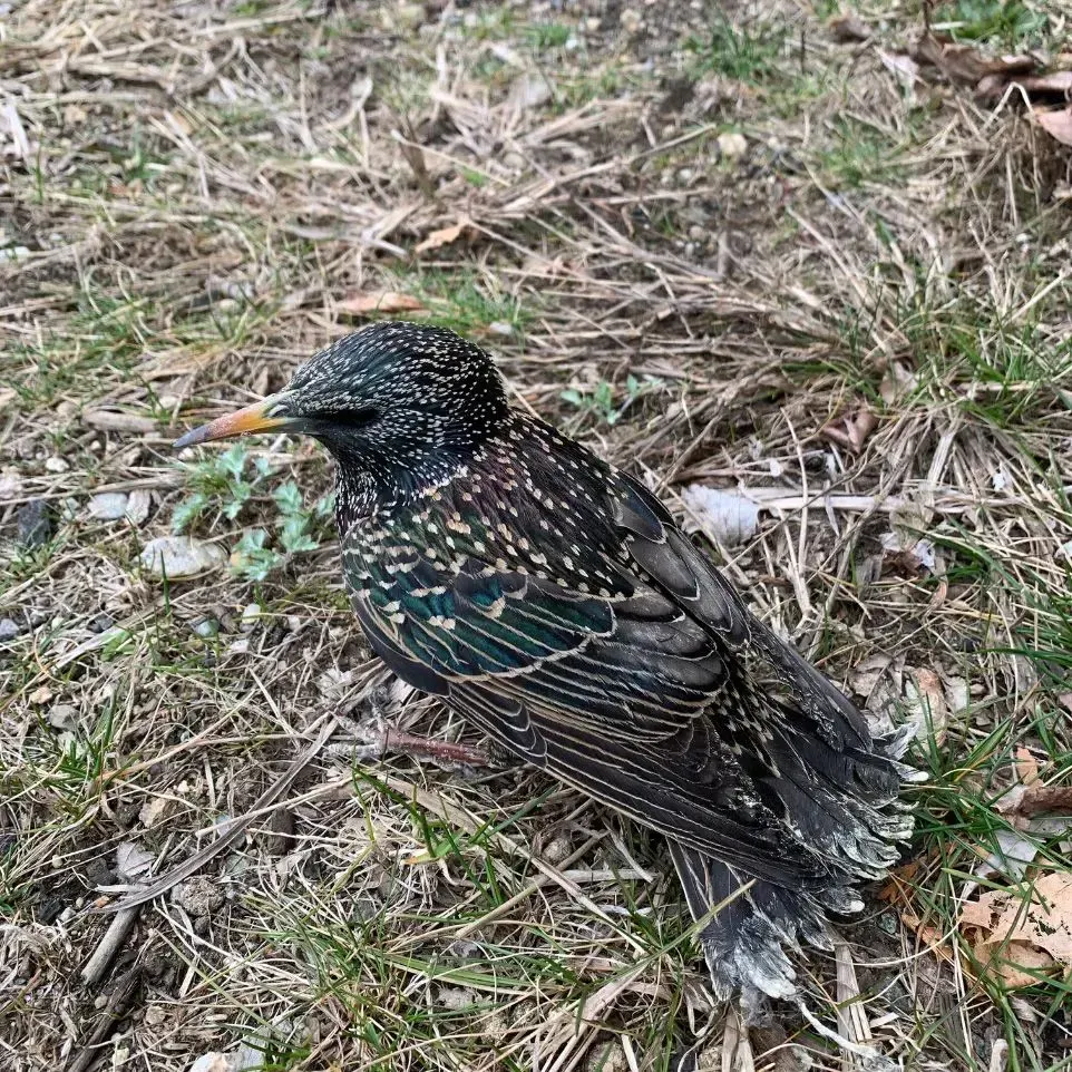 A wildlife removal in Worcester, MA by Matts Wildlife Solutions