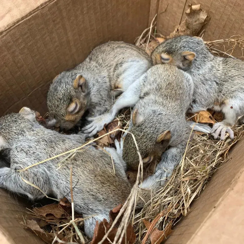 Get rodent control in Worcester, MA by  Matts Wildlife Solutions
