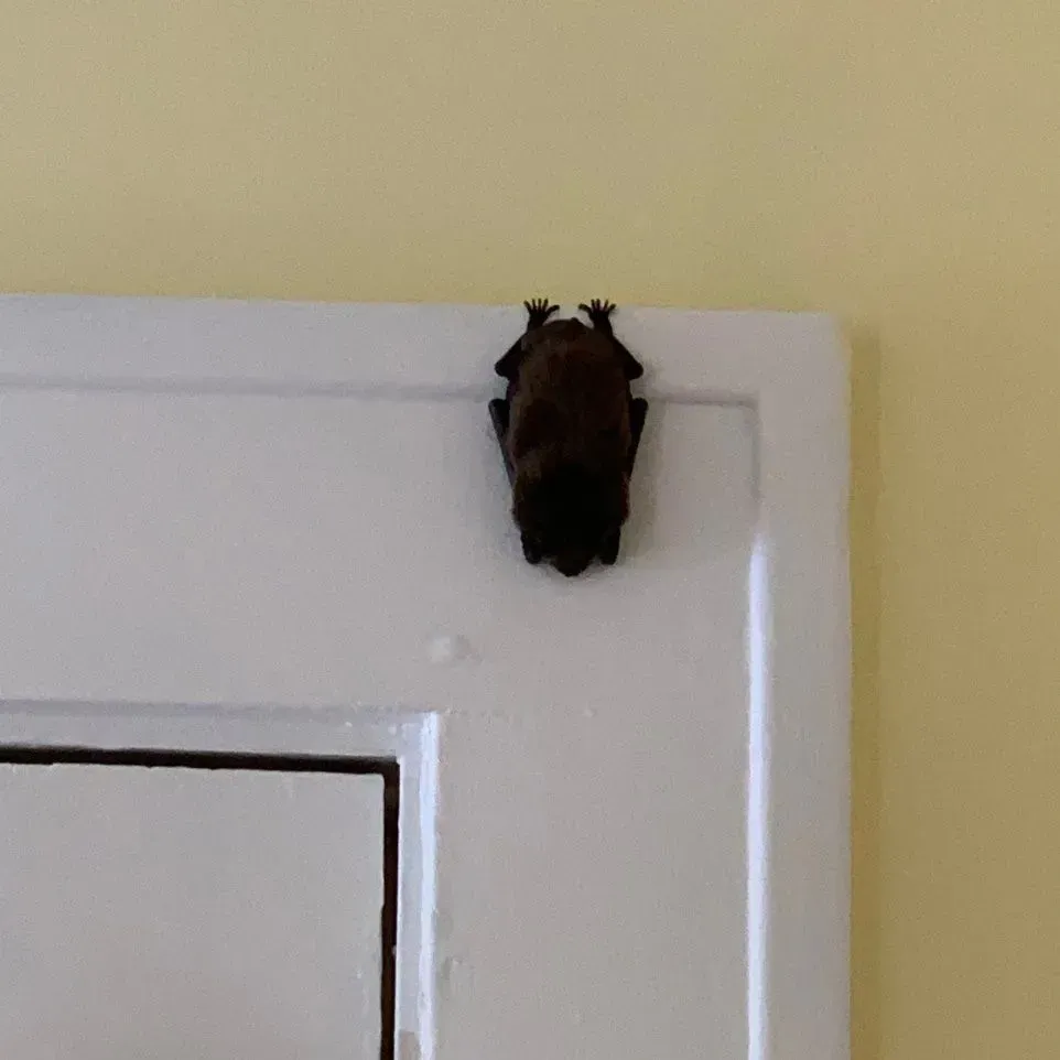 A bat removal in Worcester, MA by Matts Wildlife Solutions