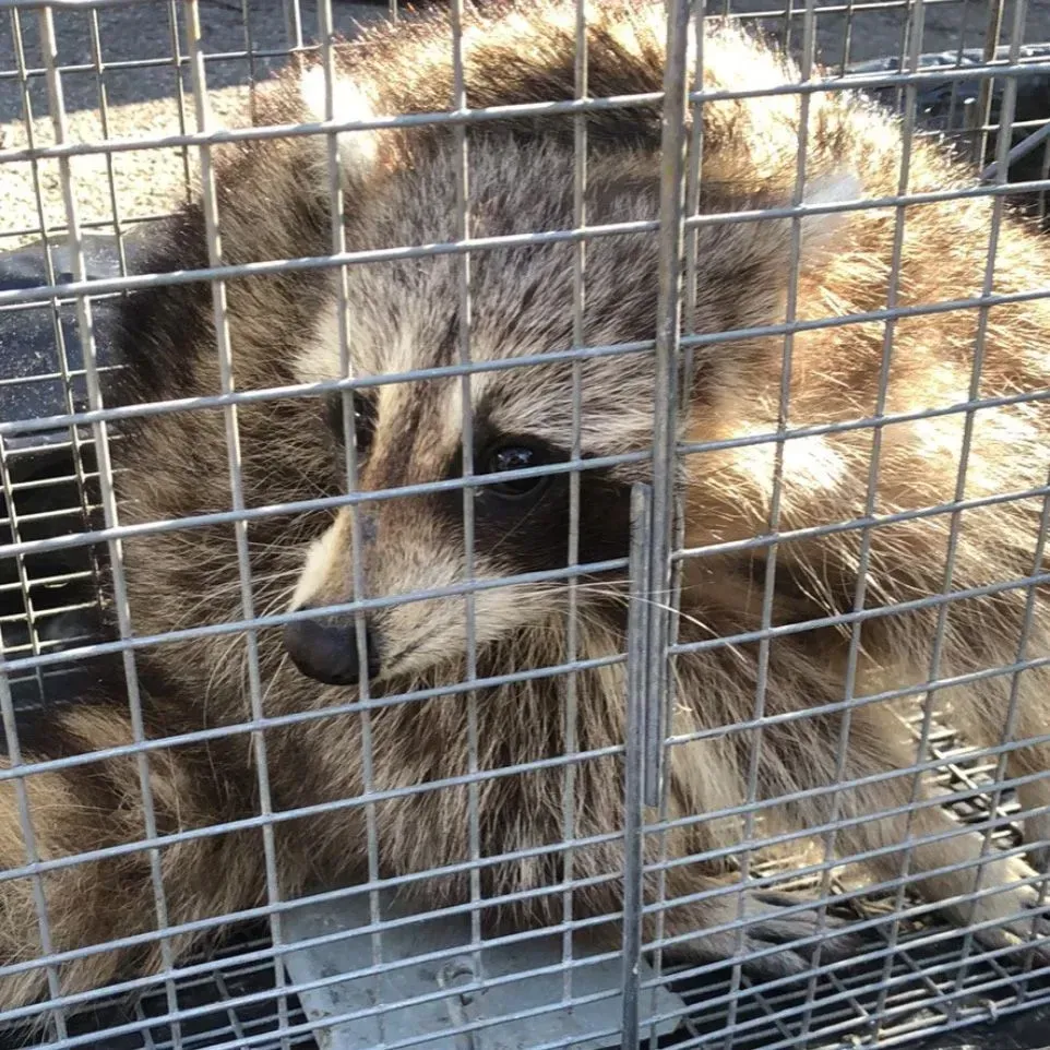 Get rodent control in Worcester, MA by  Matts Wildlife Solutions