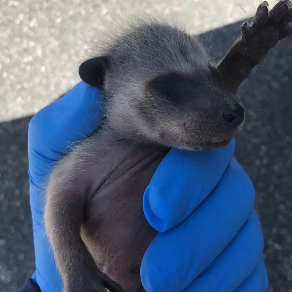 Get rodent control in Worcester, MA by  Matts Wildlife Solutions