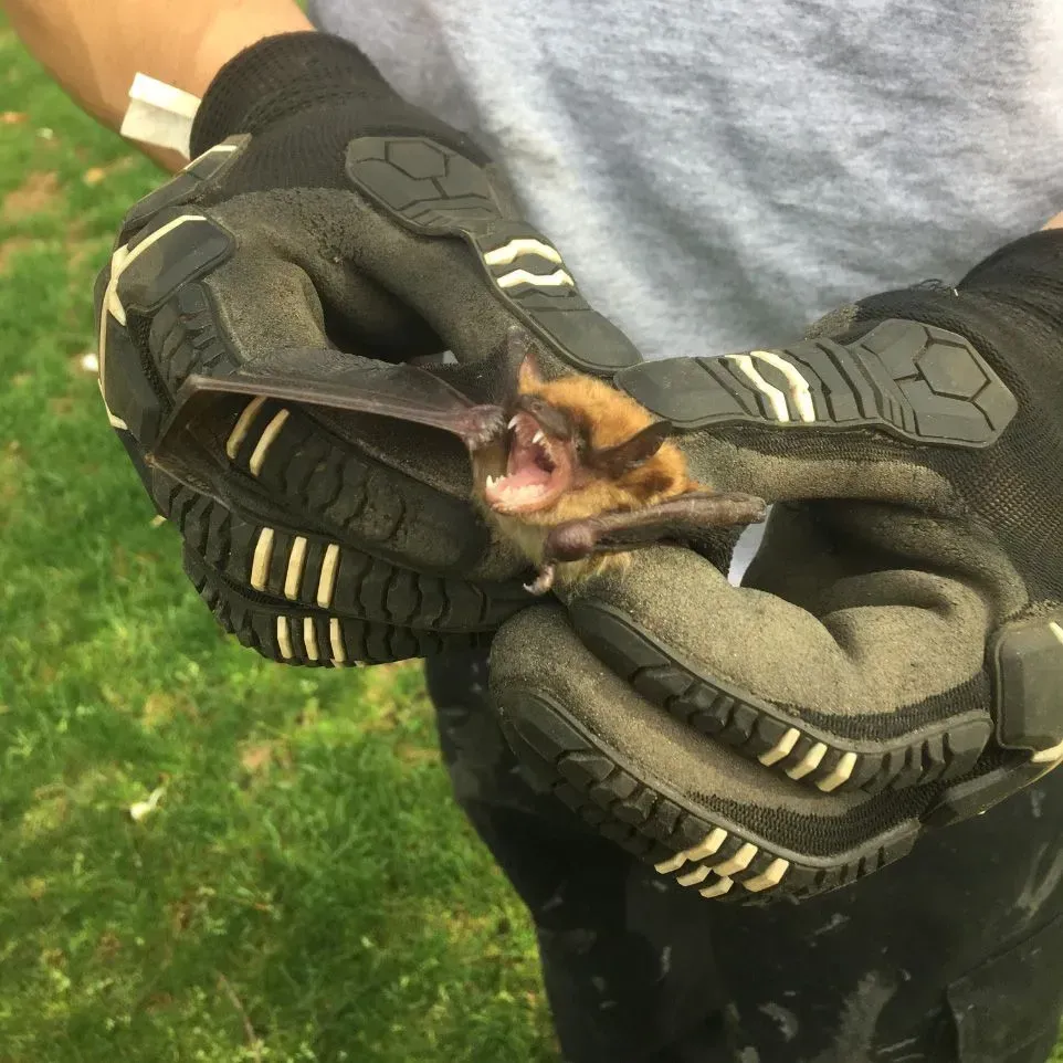 A bat removal in Worcester, MA by Matts Wildlife Solutions