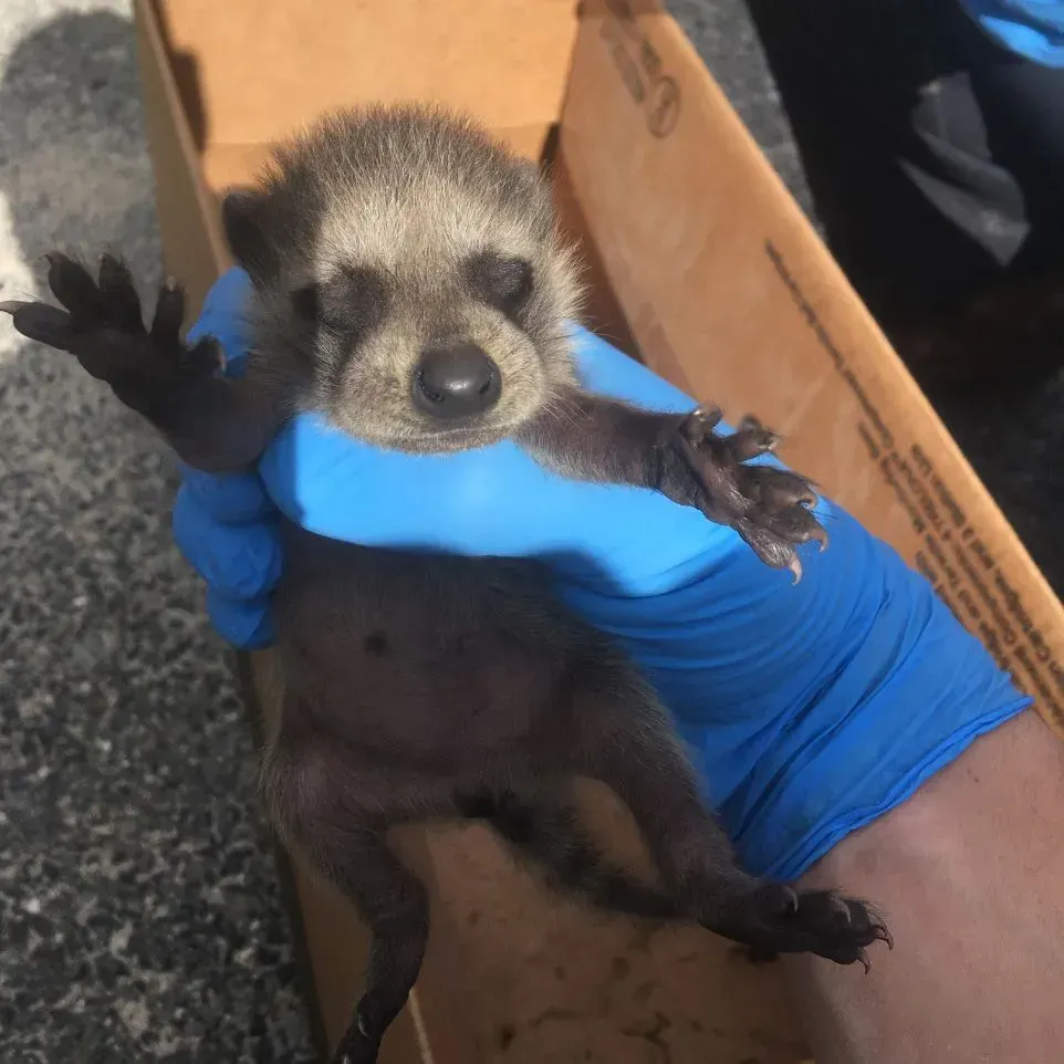 Get rodent control in Worcester, MA by  Matts Wildlife Solutions