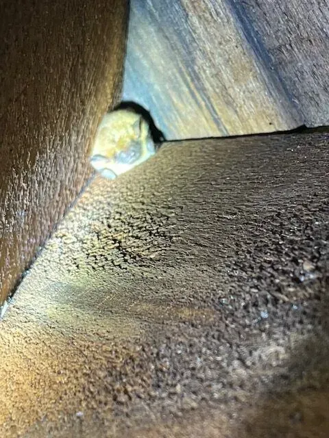 A pest sealing in Worcester, MA by Matts Wildlife Solutions