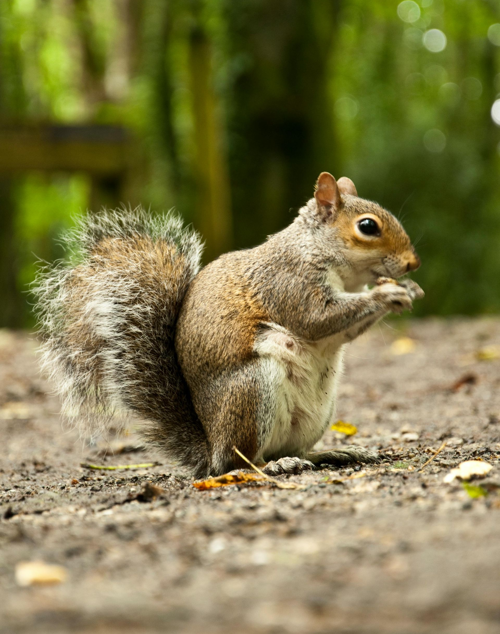 A wildlife removal in Worcester, MA by Matts Wildlife Solutions