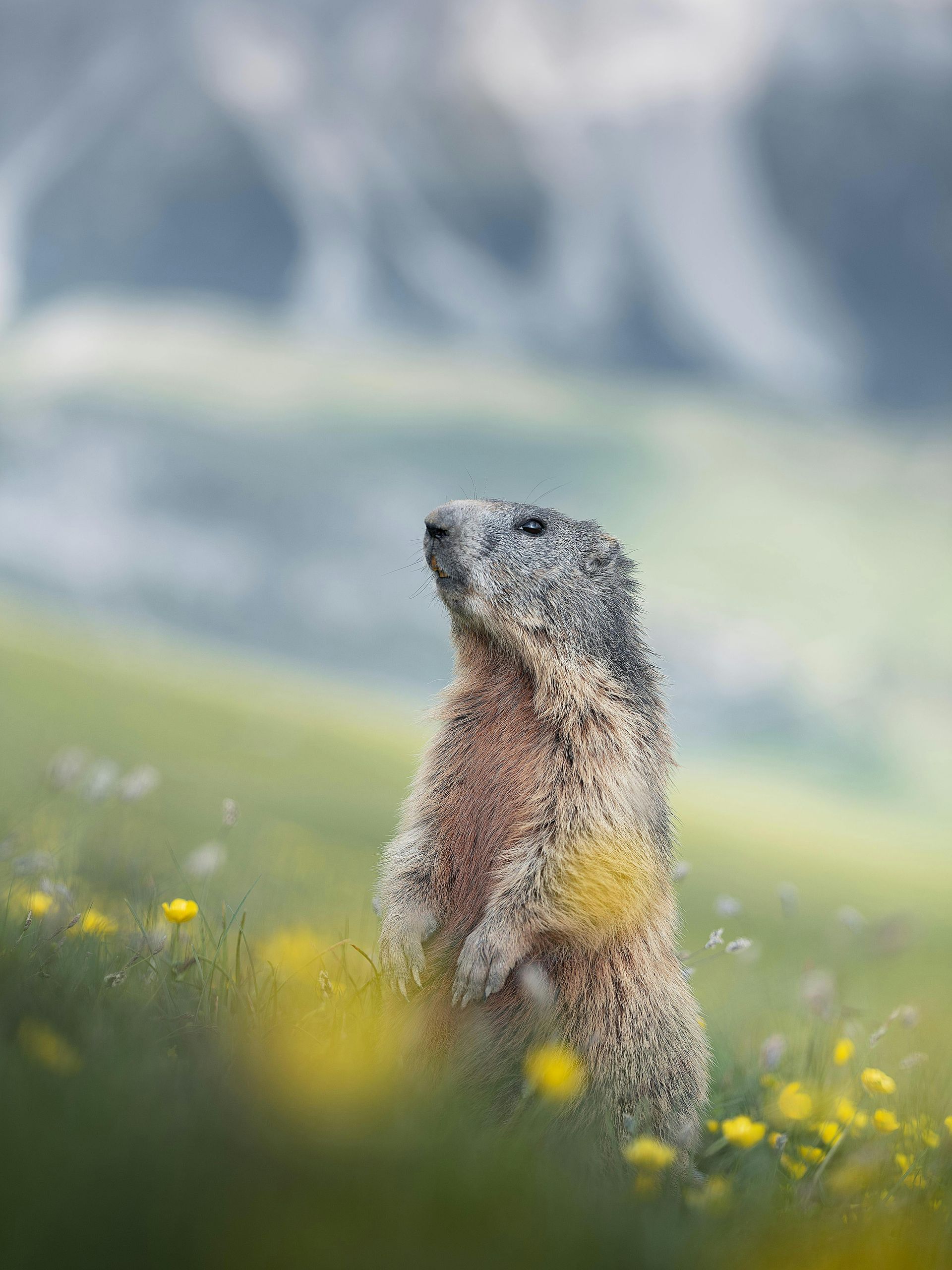 Get woodchuck removal in Worcester, MA by  Matts Wildlife Solutions