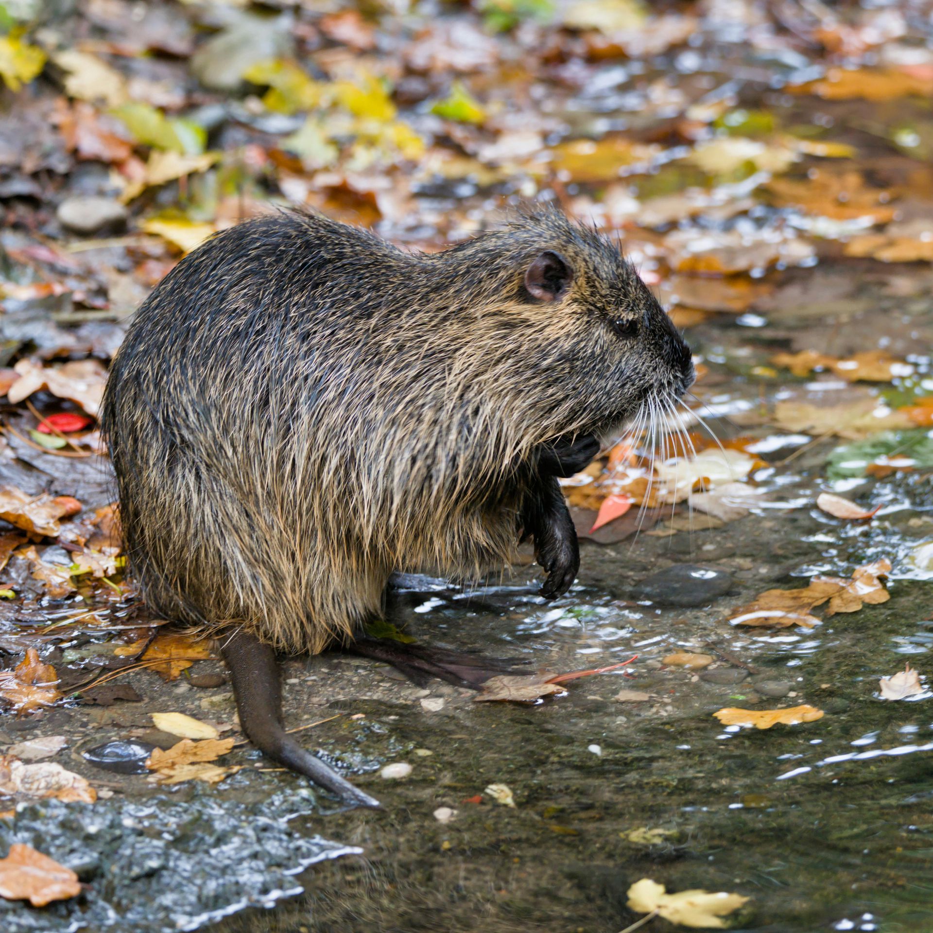 A wildlife removal in Worcester, MA by Matts Wildlife Solutions