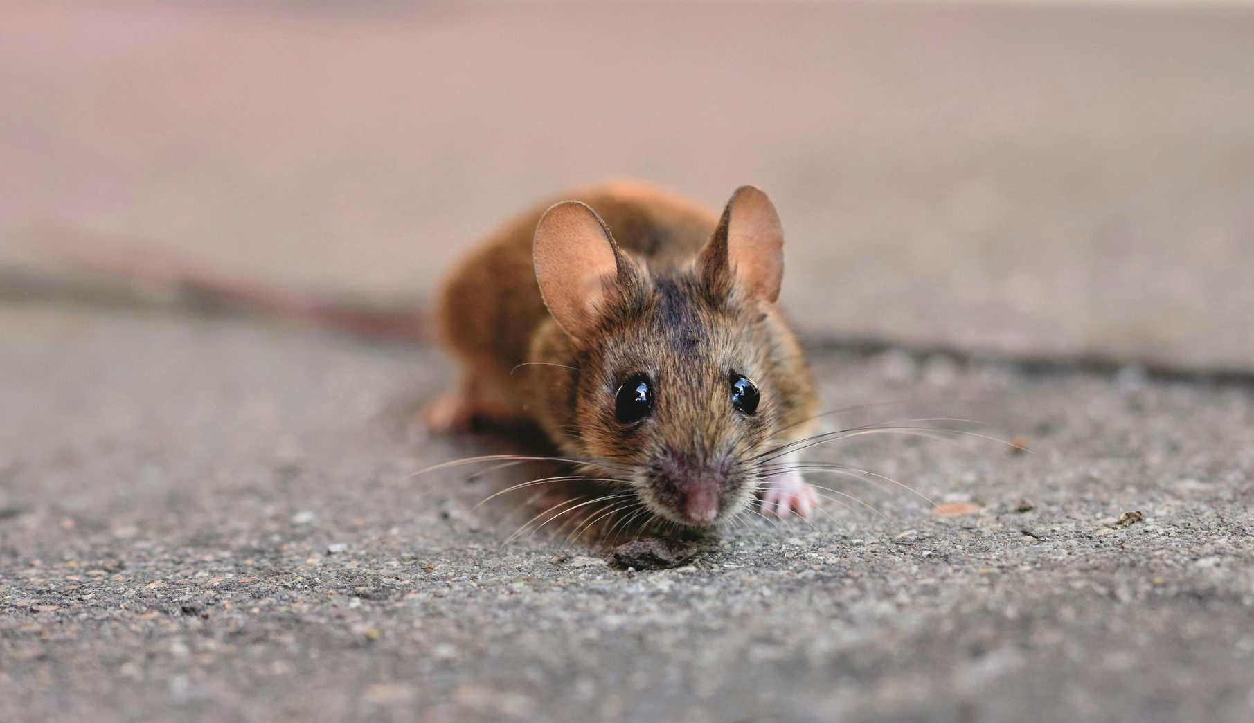 A pest sealing in Worcester, MA by Matts Wildlife Solutions