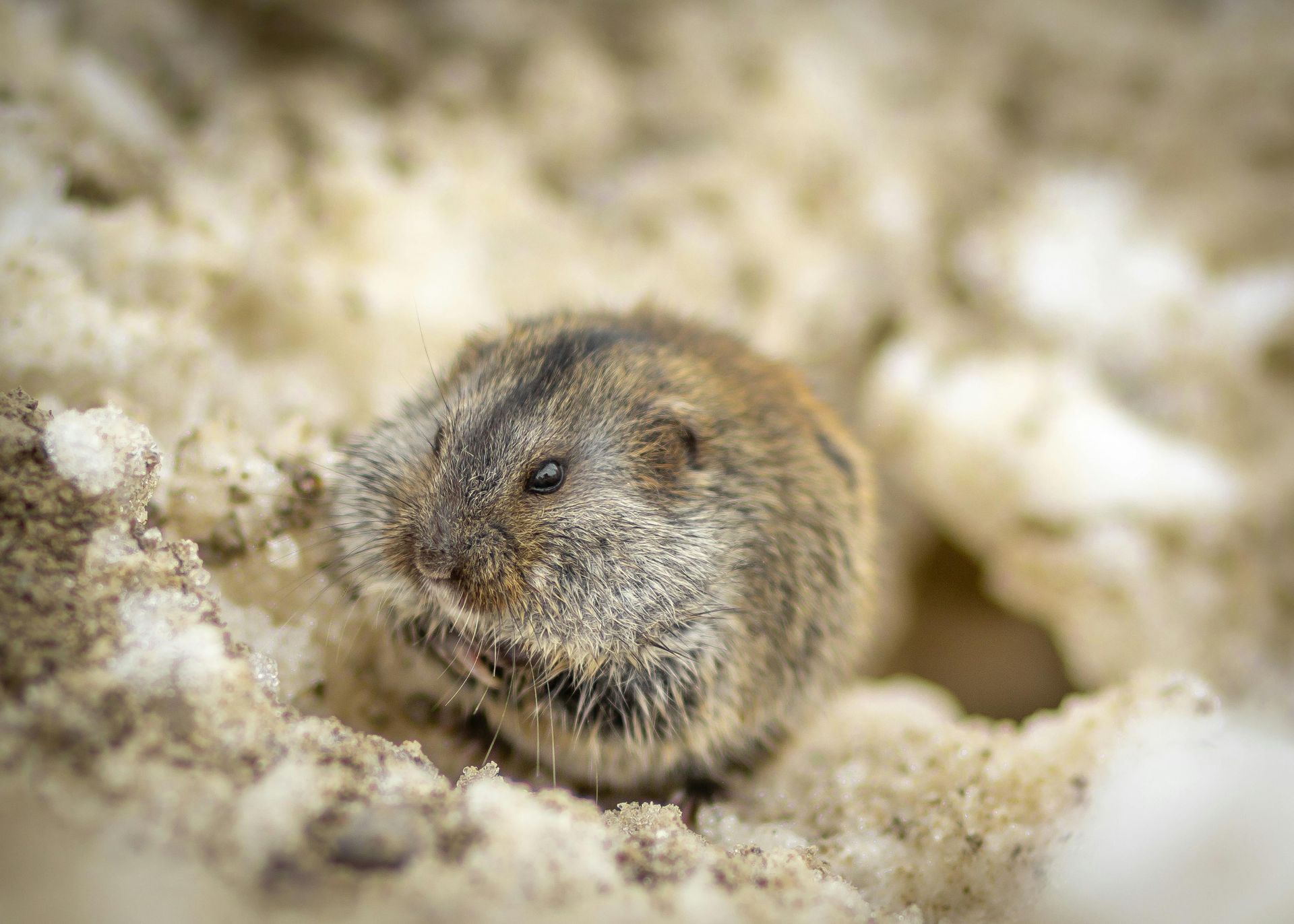 Get rodent control in Worcester, MA by Matts Wildlife Solutions