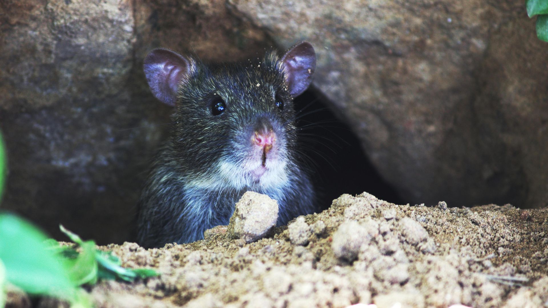 Black rat with pink nose peeking out of a burrow in the dirt.