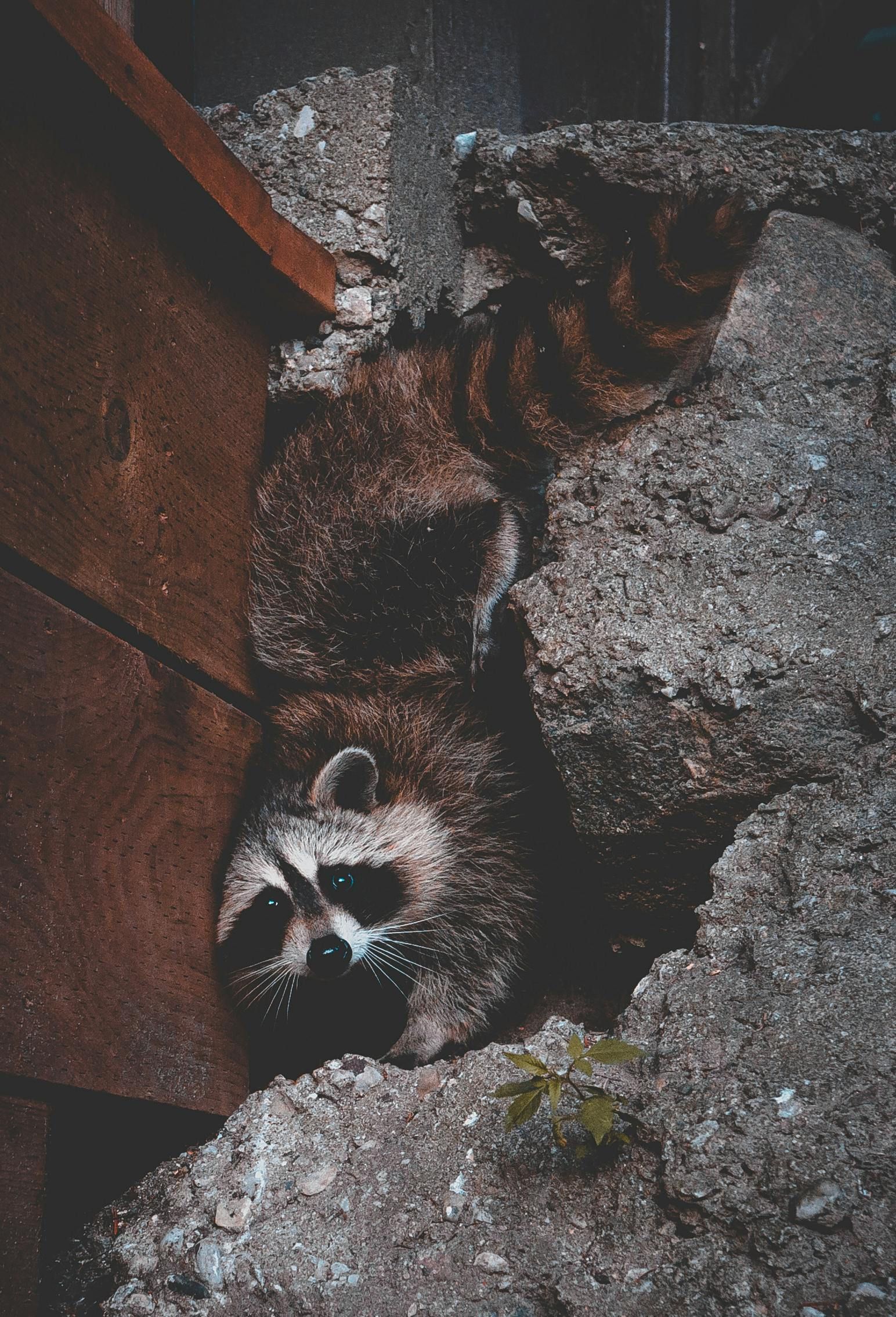 Raccoon lying between a concrete block and wooden wall, eyes visible, striped tail.