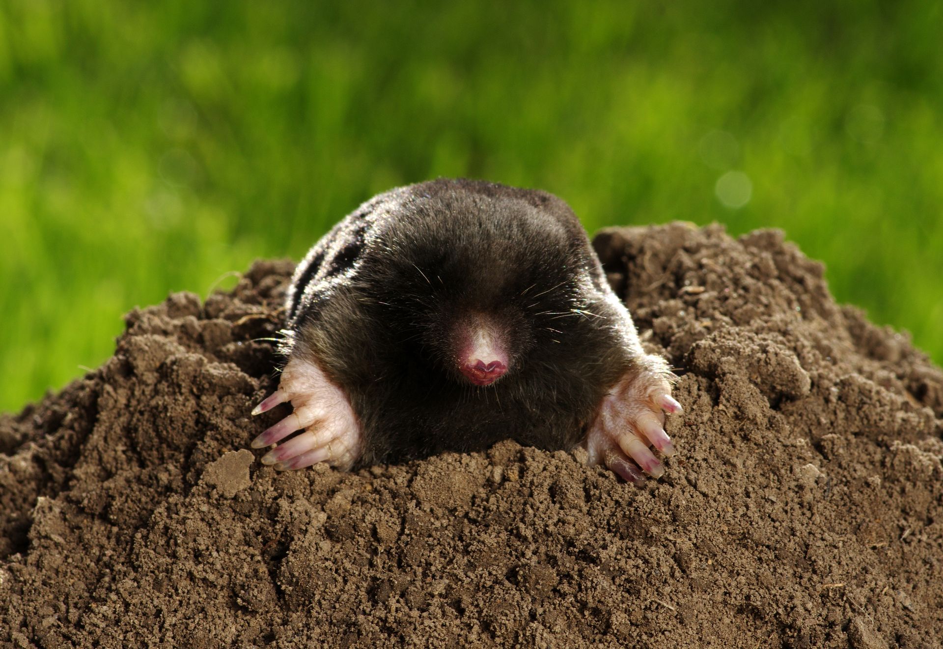 A mole peeks out of a mound of dirt with pink nose and small claws against green background.