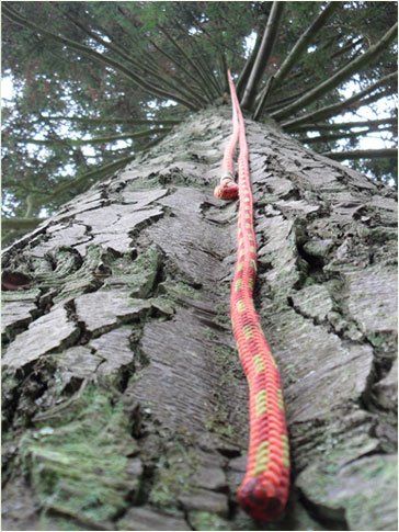 A rope leading up a tree