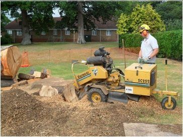 Stump grinding and removal.