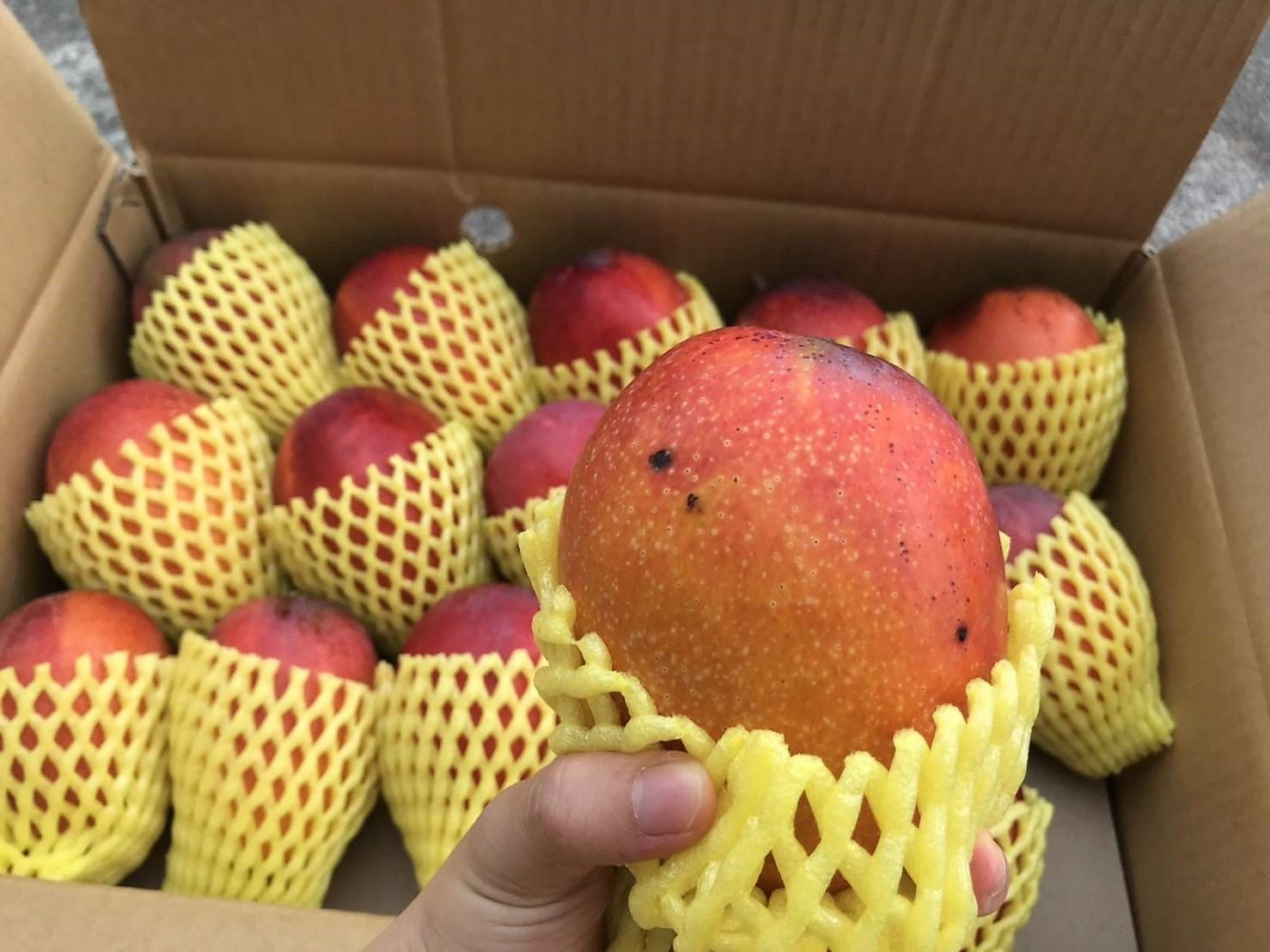 惜福品-愛文芒果(十斤裝)