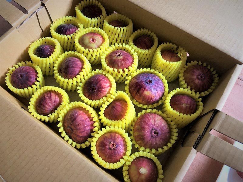 有機無花果  新鮮上市