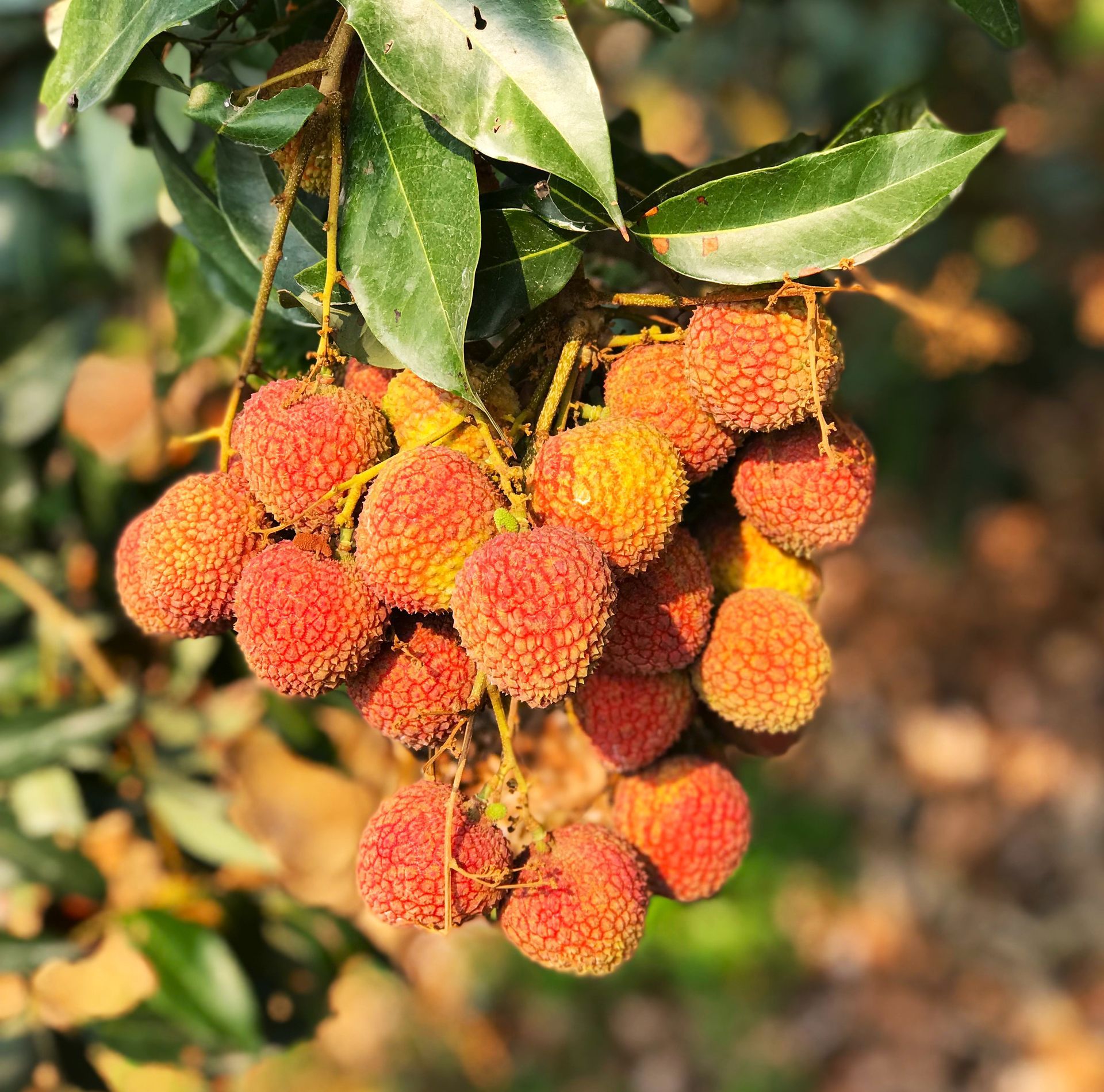 玉荷包荔枝\高雄大樹蔣蔣果園