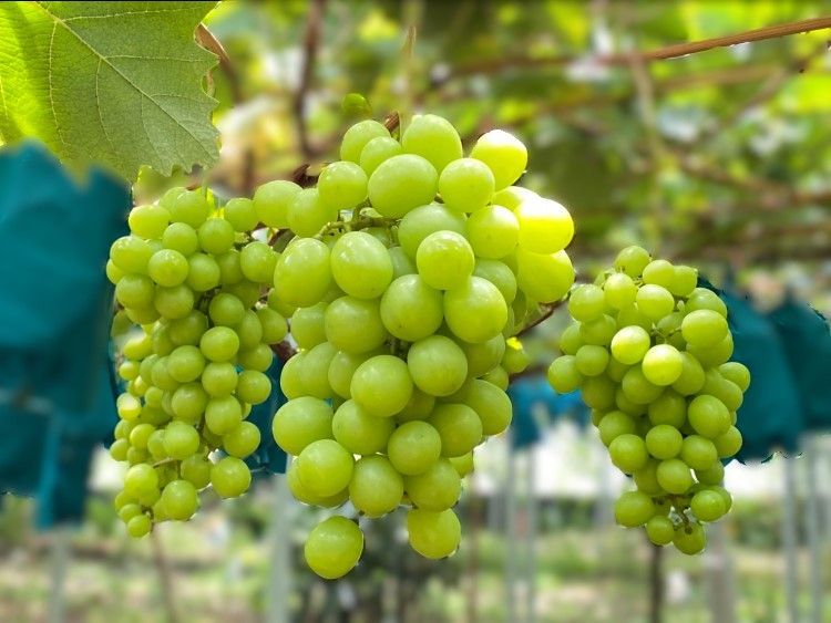 麝香葡萄-台灣卓蘭