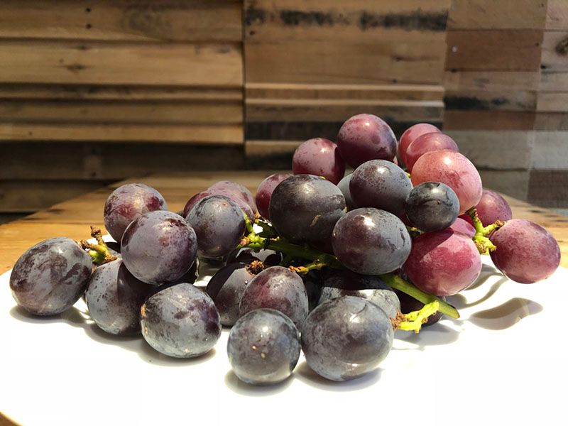 無農藥巨峰葡萄-苗栗卓蘭