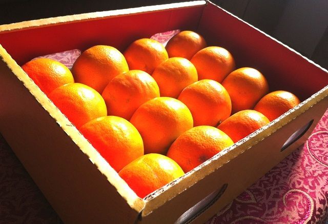 茂谷柑禮盒｜年節水果