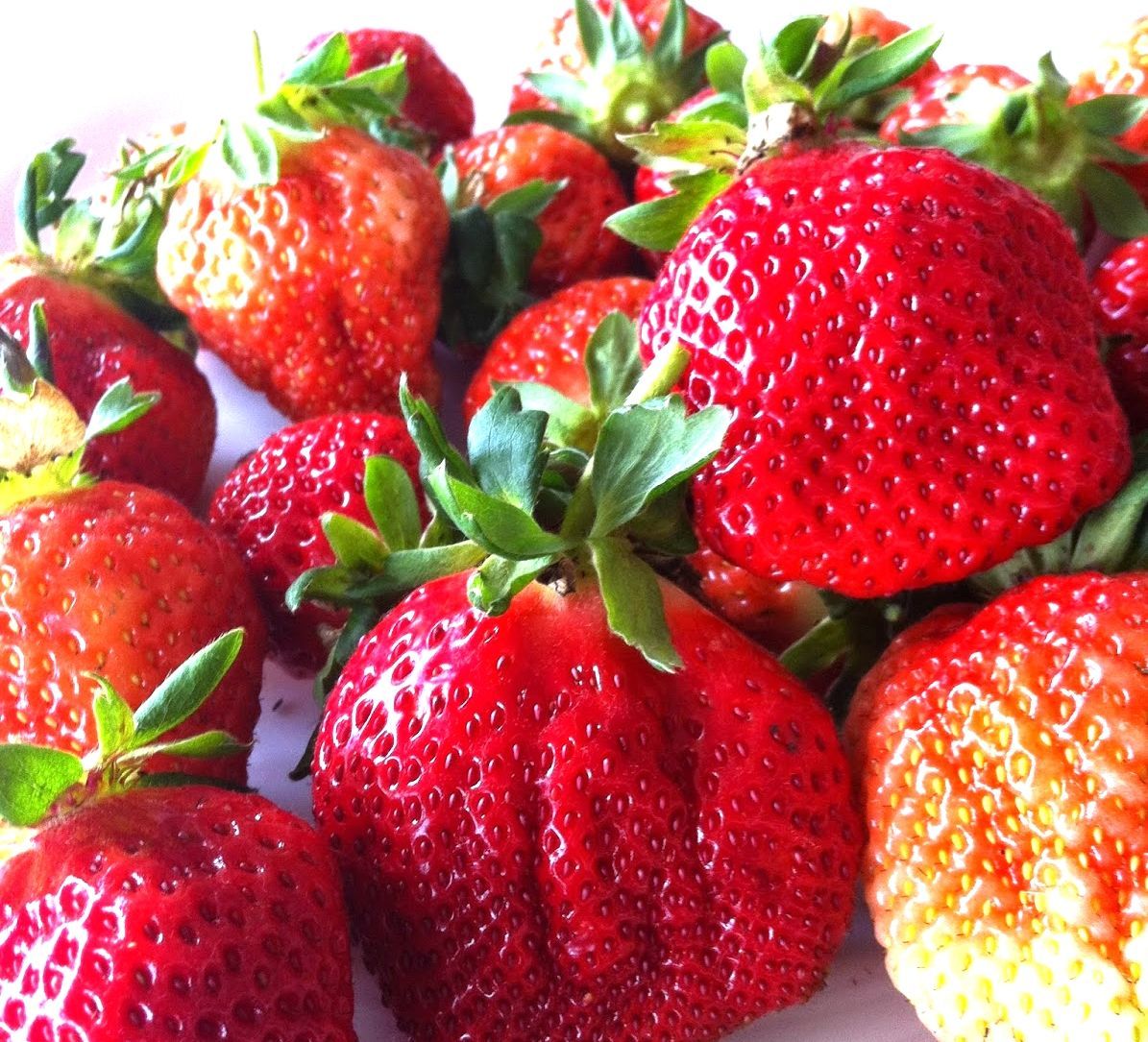 無毒森林草莓--馬那邦山森林草莓