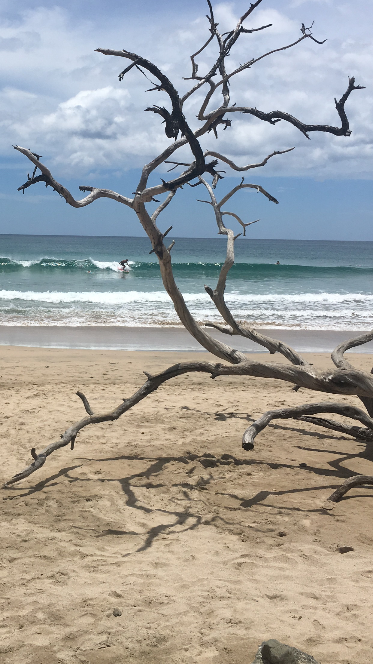 Driftwood on sandy beach with waves and surfer in the distance. Sunny day with blue sky.