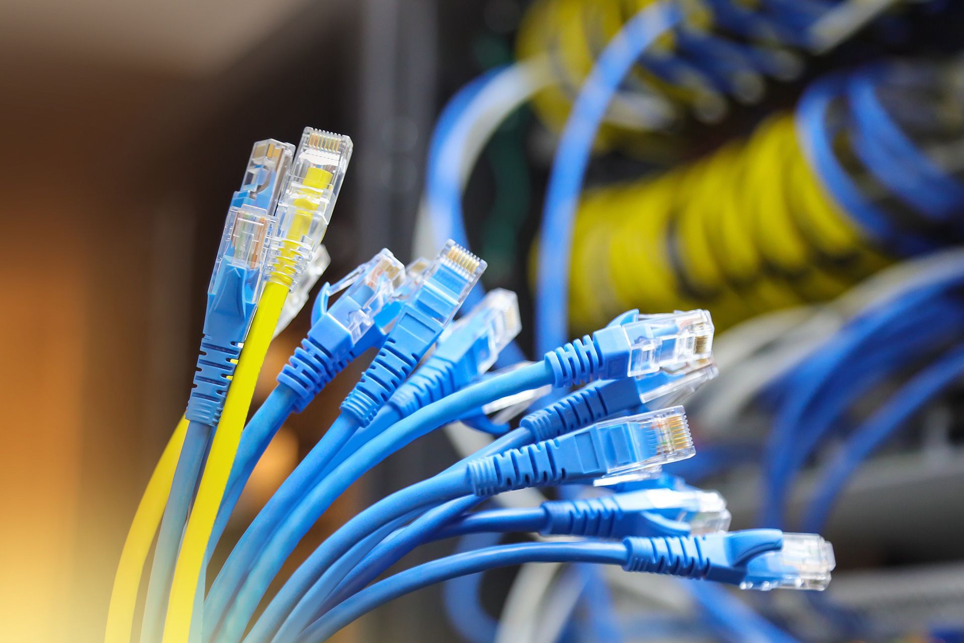 Blue and yellow Ethernet cables with clear connectors are bundled together, likely in a server room.