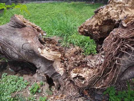 Big tree root cut in half after tree removal