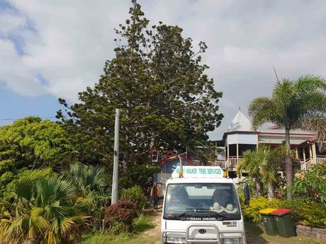 Arborists removing trees from home in Rockhampton
