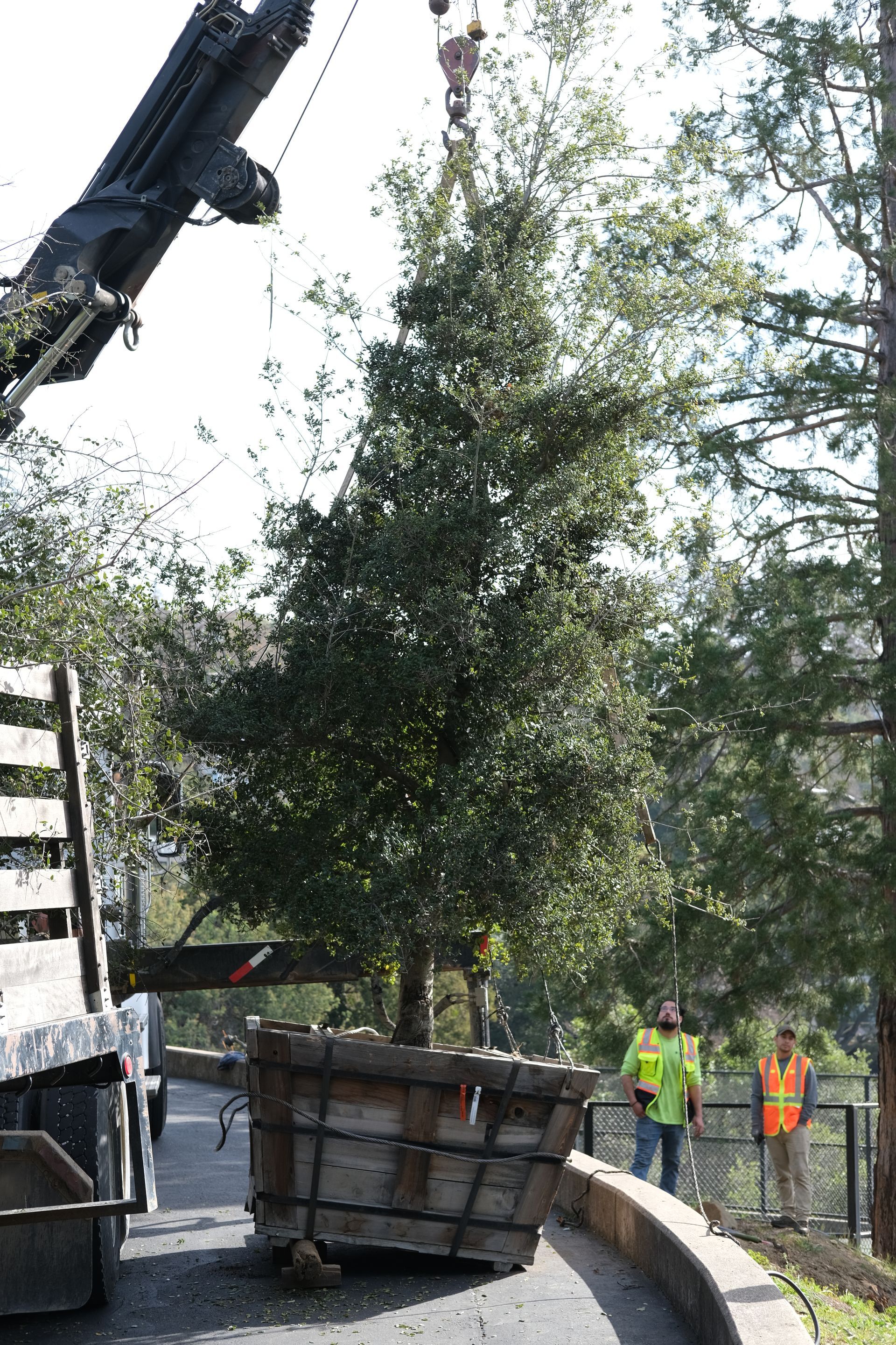 Big Tree Planting — Concord, CA — J & M Landscape