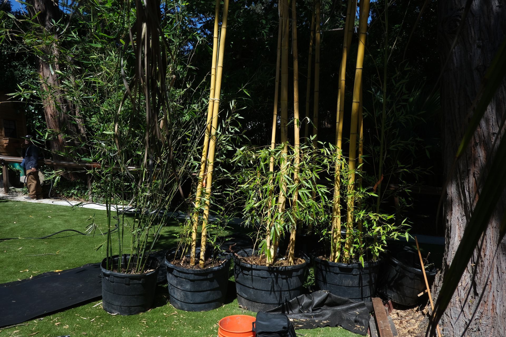 Bamboo Installation — Concord, CA — J & M Landscape
