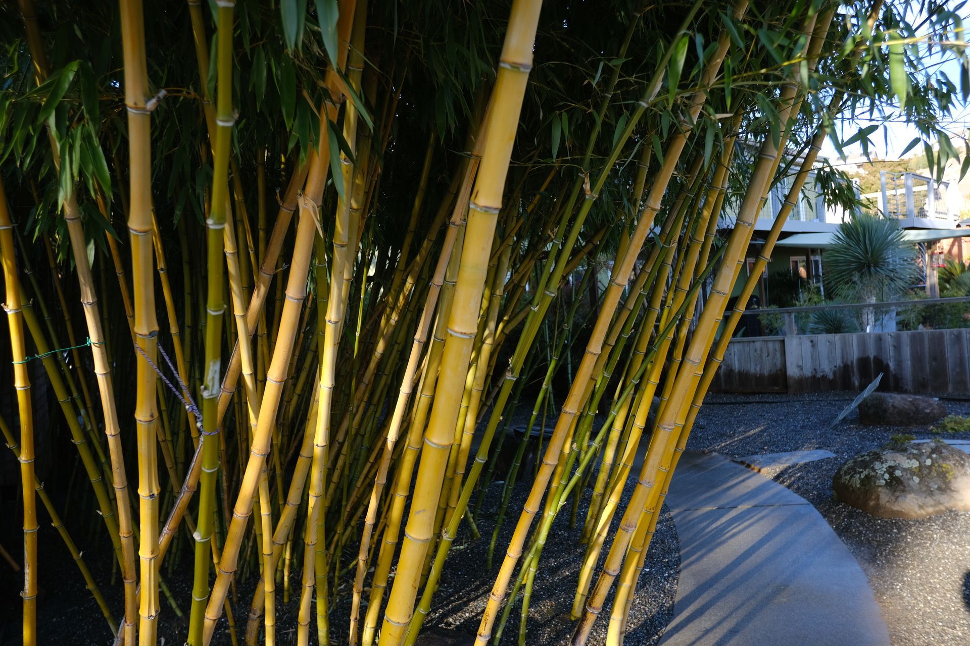 Bamboo Management — Concord, CA — J & M Landscape