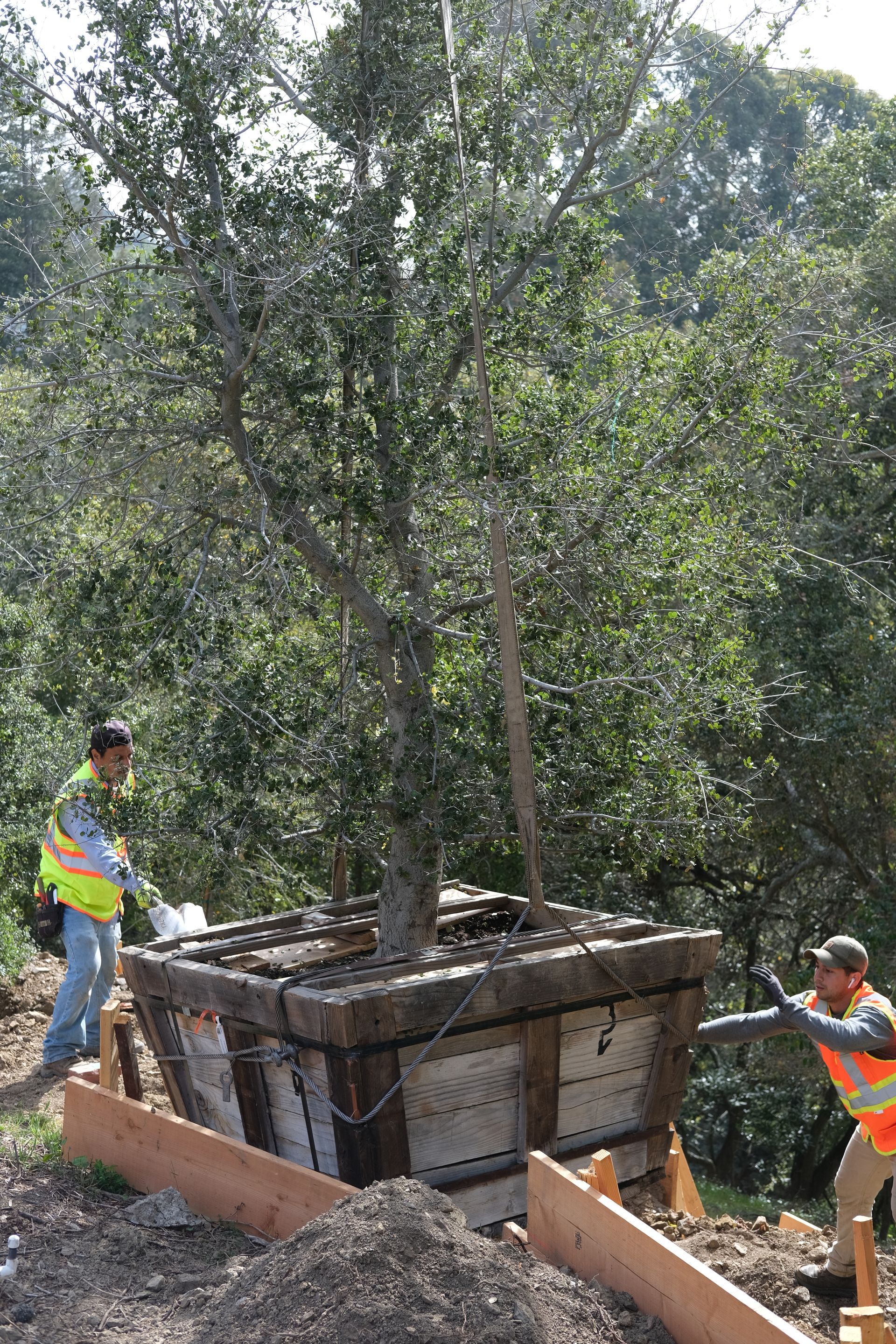 Tree Planting — Concord, CA — J & M Landscape