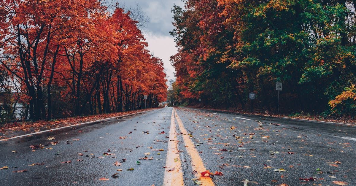 A road with trees on both sides of it and leaves on the ground.