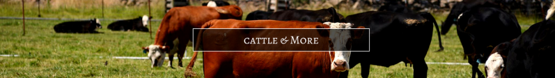 Cattle grazing in a grassy field with a 
