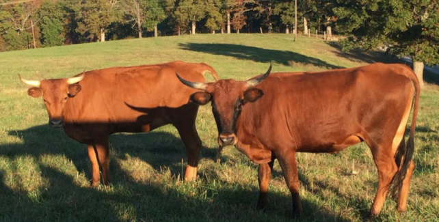 Two brown, horned cattle stand together in a sunlit, grassy pasture with trees in the background.