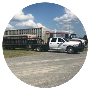 A white pickup truck pulling a stock trailer is parked on a gravel lot next to a semi-truck under a blue sky.