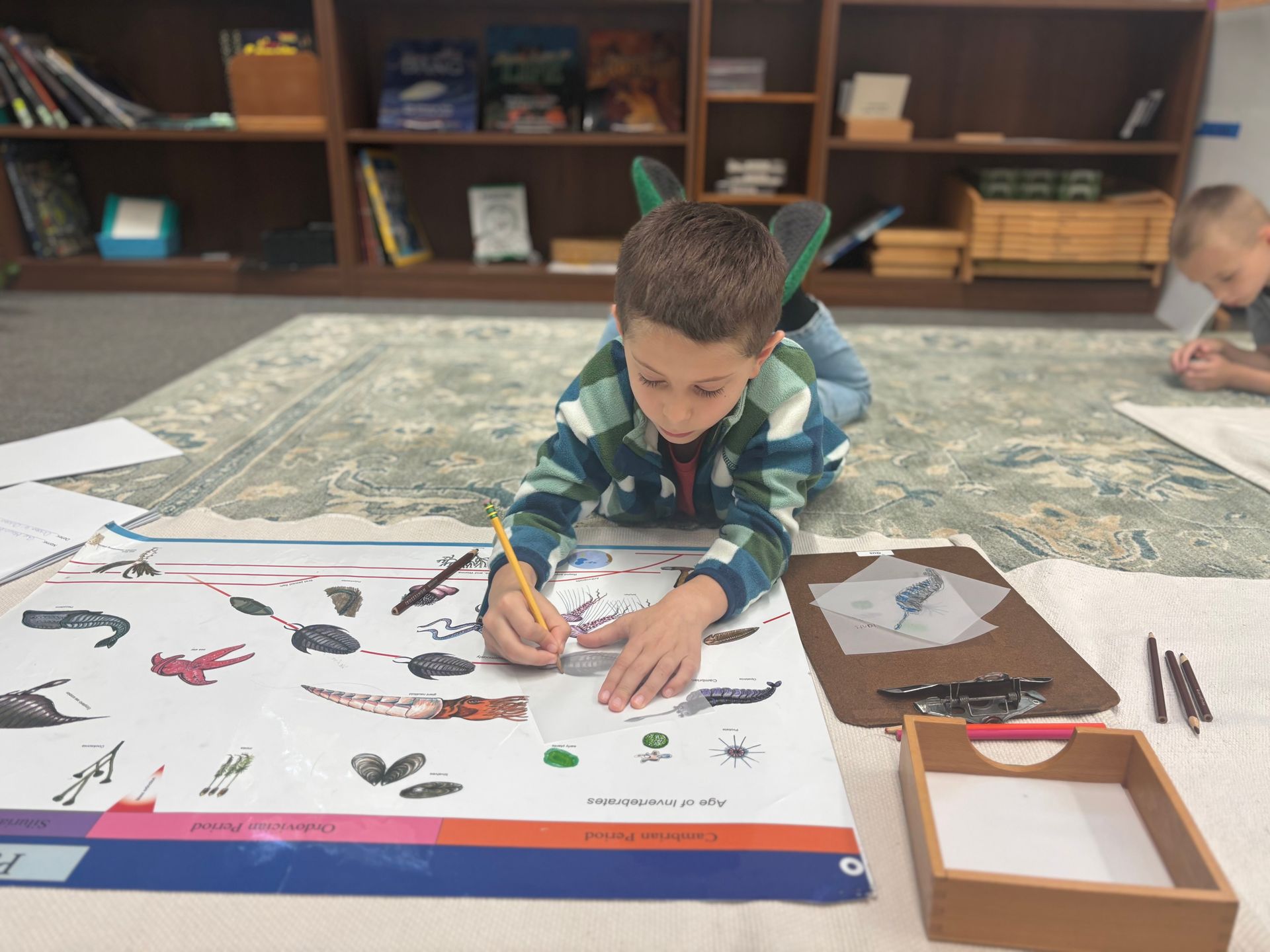 A student lies on a rug, drawing on a large animal chart in a library classroom with wooden shelves in the background.
