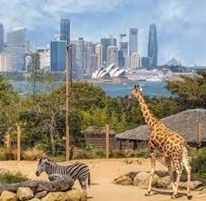 Giraffe and zebra in a zoo enclosure with city skyline in the background.
