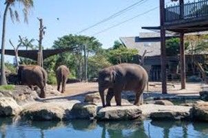 Three elephants in an outdoor enclosure near water.