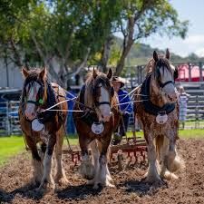 Three draft horses pulling farm equipment in a field.