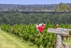 Christmas tree farm; people selecting trees. Green trees, red shirt, sign. Mountains in background.