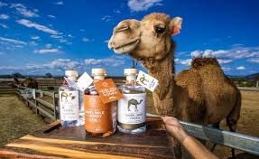 Camel with three gin bottles on a wooden table outdoors with blue sky. A hand reaches towards the camel.