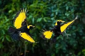 Two black and yellow birds are flying in the air.