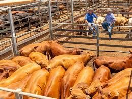Cattle in holding pens at a livestock auction. Two men oversee the proceedings.