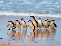 Eight penguins on a sandy beach with waves in the background.